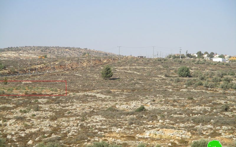Rachelim colonists cut down 42 olive trees from Nablus governorate