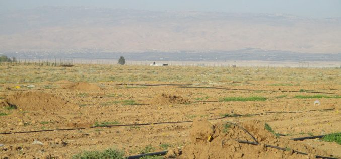 Israel Civil Administration uproot 400 palm trees and destroy irrigation networks in Jericho governorate