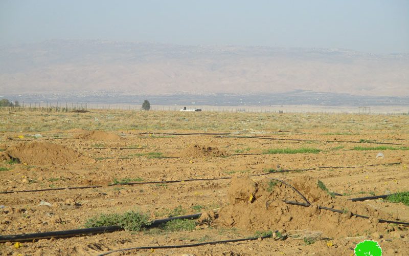 Israel Civil Administration uproot 400 palm trees and destroy irrigation networks in Jericho governorate