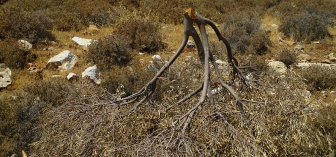 Israeli colonists sabotage  olive trees in Mikhmas village