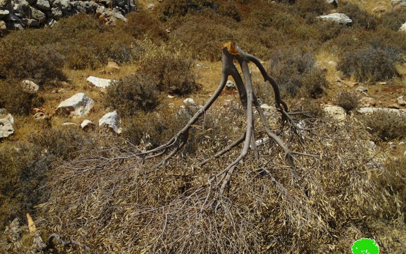 Israeli colonists sabotage  olive trees in Mikhmas village