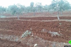 Israeli colonists destroy 52 olive trees in Qusra town