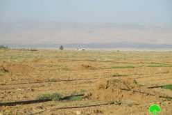 Israel Civil Administration uproot 400 palm trees and destroy irrigation networks in Jericho governorate