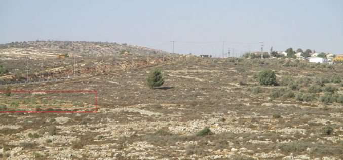 Rachelim colonists cut down 42 olive trees from Nablus governorate