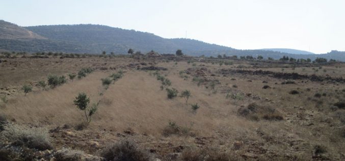 Israeli Authorities notify a farmland of evacuation in Qalqiliya governorate