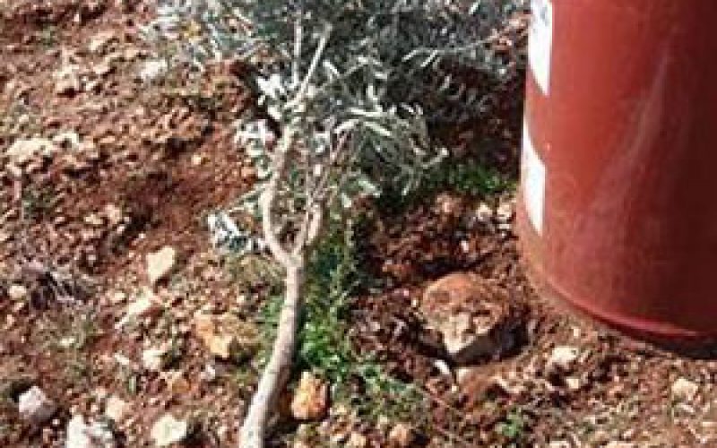 Israeli colonists uproot 110 fruitful olive trees in Yasuf
