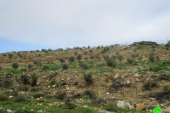 Israeli Occupation Authorities order 53 dunums in Tubas governorate evacuated