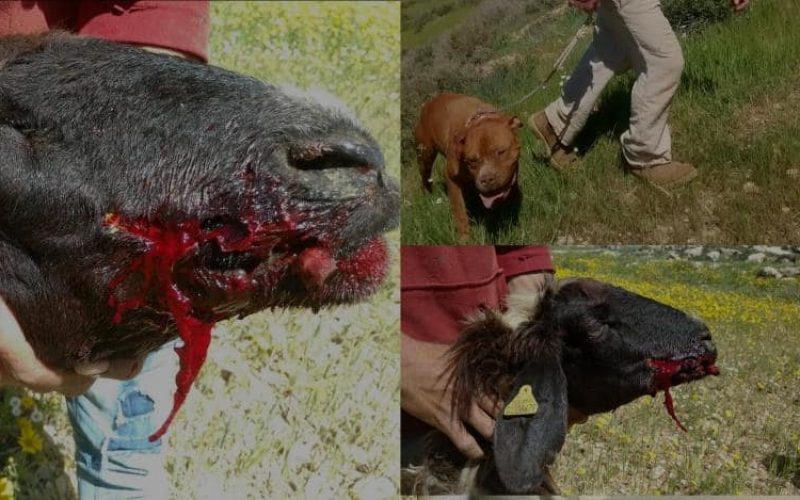 مستعمر يطلق كلبه على قطيع مواشي ويقتل رأسين منها بخربة الرهوة في بلدة الظاهرية بمحافظة الخليل
