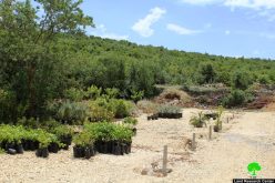 Israeli Occupation Forces demolish plants nursery in Beit Ummar town