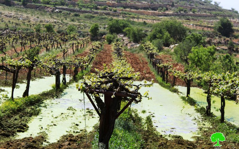 Kfar Zion colonists pump sewage and wastewater into Beit Ummar agricultural lands