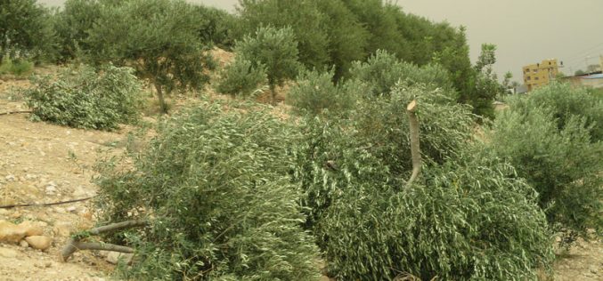 اقتلاع وخلع 320 شجرة زيتون مثمرة في قرية بردلة محافظة طوباس