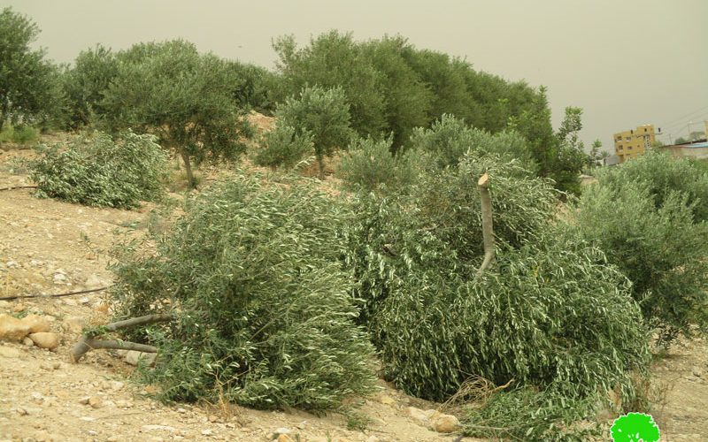 اقتلاع وخلع 320 شجرة زيتون مثمرة في قرية بردلة محافظة طوباس