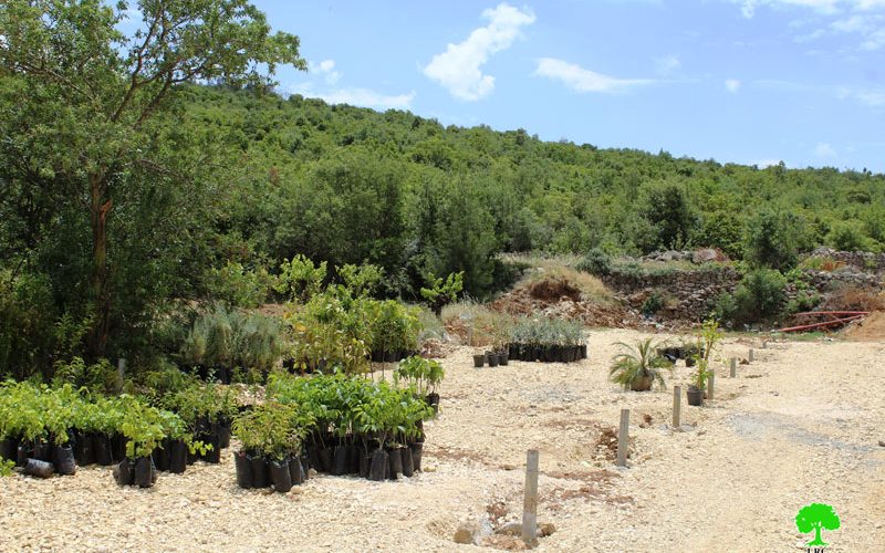 Israeli Occupation Forces demolish plants nursery in Beit Ummar town