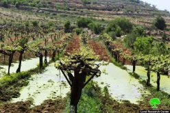 Kfar Zion colonists pump sewage and wastewater into Beit Ummar agricultural lands