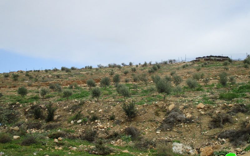 إخطار بإخلاء 53 دونماً زراعياً في منطقة سهل قاعون شمال غرب قرية بردلة محافظة طوباس