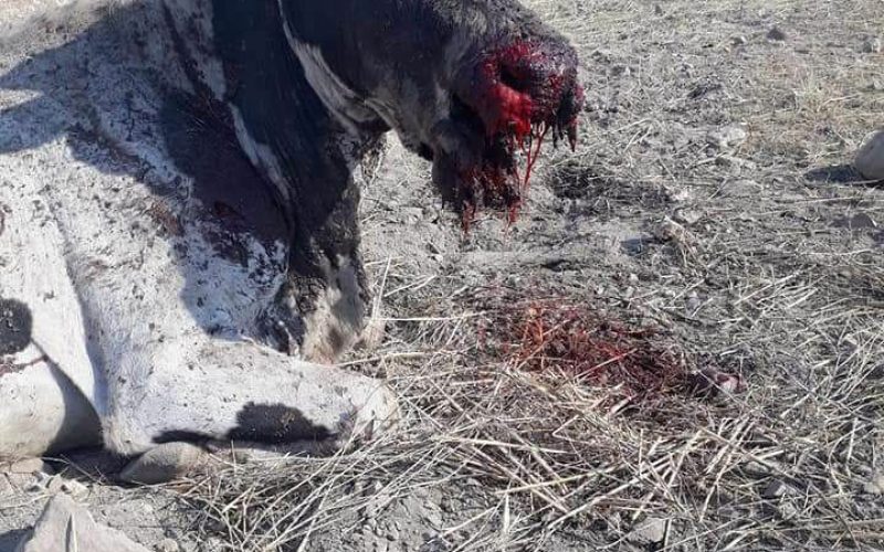 انفجار ألغام التدريبات العسكرية بقطيع أبقار في منطقة الساكوت محافظة طوباس