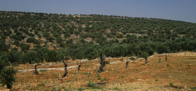 منع استصلاح ارض زراعية وتأهيل طريق زراعي  في بلدة عزون محافظة قلقيلية