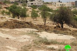 مستعمرون يحرقون بالات قش في قرية الديرات شرق يطا محافظة الخليل