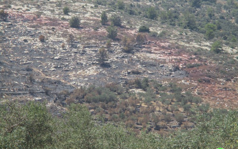 مستعمرون يحرقون 120 دونما من أراضي قرية صفا الزراعية محافظة رام الله
