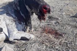 انفجار ألغام التدريبات العسكرية بقطيع أبقار في منطقة الساكوت محافظة طوباس