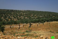 منع استصلاح ارض زراعية وتأهيل طريق زراعي  في بلدة عزون محافظة قلقيلية