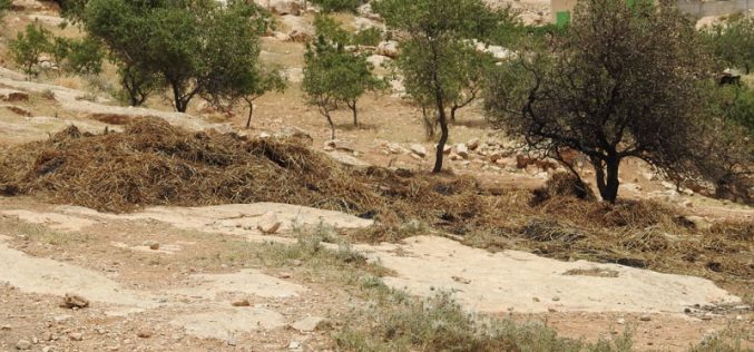 مستعمرون يحرقون بالات قش في قرية الديرات شرق يطا محافظة الخليل