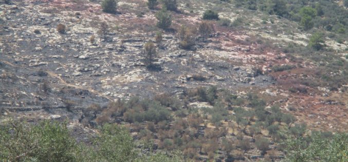مستعمرون يحرقون 120 دونما من أراضي قرية صفا الزراعية محافظة رام الله