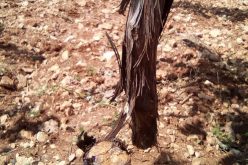 Israeli colonists cut down 400 vine trees east Hebron governorate
