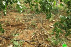 إعدام 62 شجرة عنب  على يد المستعمرين في منطقة عين سامية محافظة رام الله