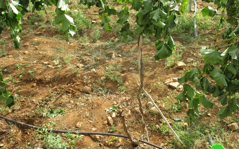 إعدام 62 شجرة عنب  على يد المستعمرين في منطقة عين سامية محافظة رام الله