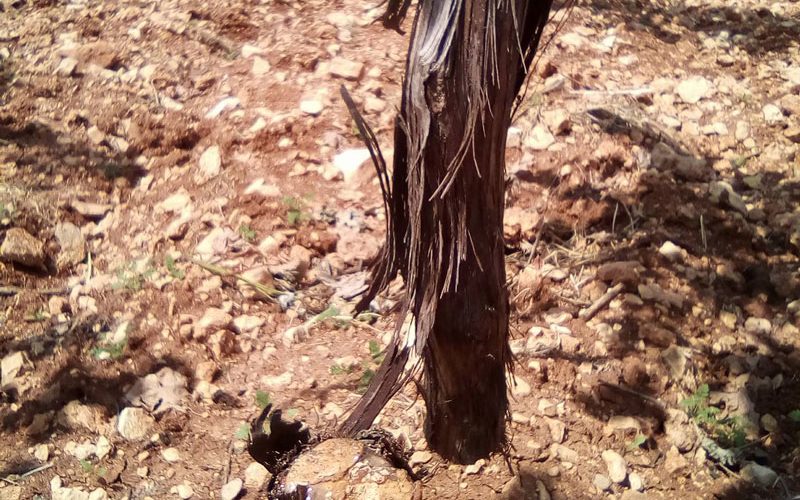 Israeli colonists cut down 400 vine trees east Hebron governorate