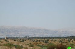 إخطار بإزالة 450 غرسة نخيل في منطقة دير أبو حجلة / محافظة أريحا