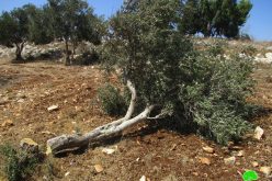 خلع وسرقة مئات أشجار الزيتون المثمرة على يد الاحتلال  في بلدة عرابة / محافظة جنين
