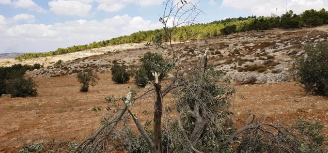 مستعمرون يقطعون 15 شجرة زيتون ويعتدون على منازل المواطنين بقرية التواني شرق يطا / محافظة الخليل