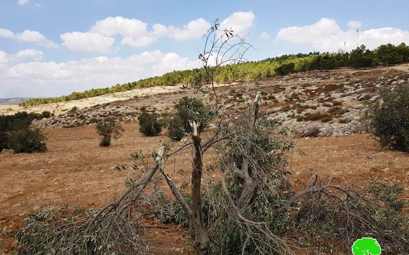 مستعمرون يقطعون 15 شجرة زيتون ويعتدون على منازل المواطنين بقرية التواني شرق يطا / محافظة الخليل