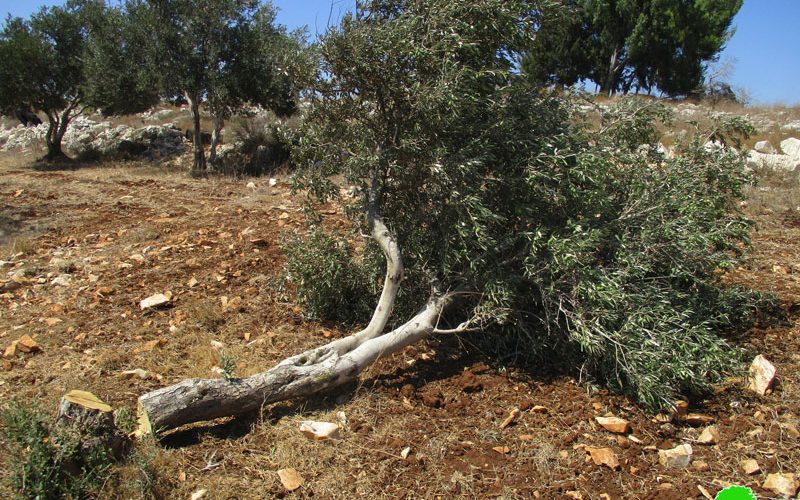 خلع وسرقة مئات أشجار الزيتون المثمرة على يد الاحتلال  في بلدة عرابة / محافظة جنين
