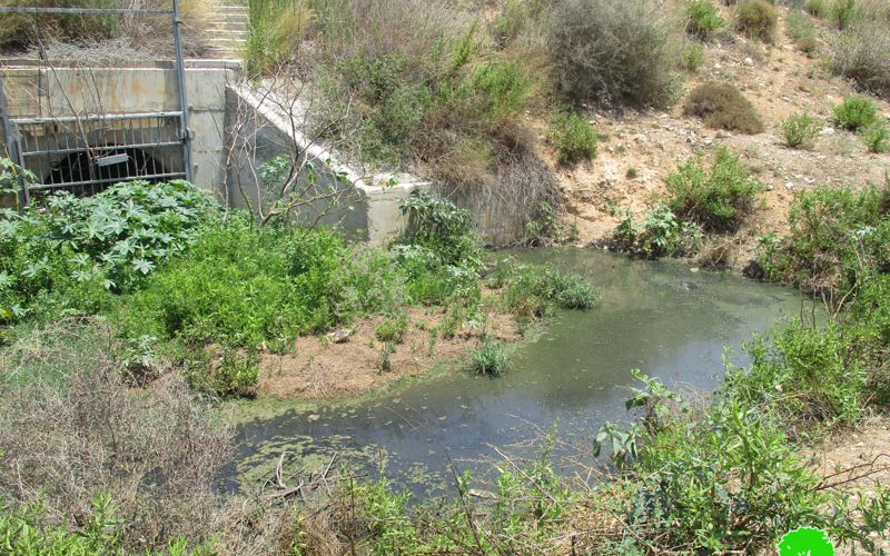 Sewage Water from the Settlement of Alfei Menashe Targets Palestinian Agricultural Lands