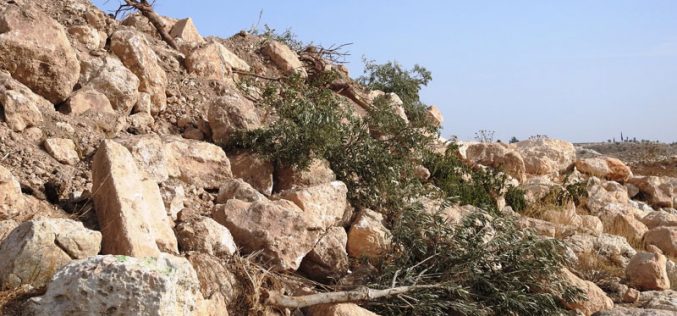 Occupation carry out ravaging and uprooting in Khirbet Jamrura/ Hebron