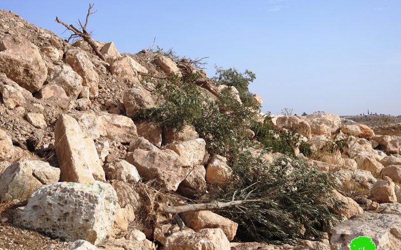 Occupation carry out ravaging and uprooting in Khirbet Jamrura/ Hebron