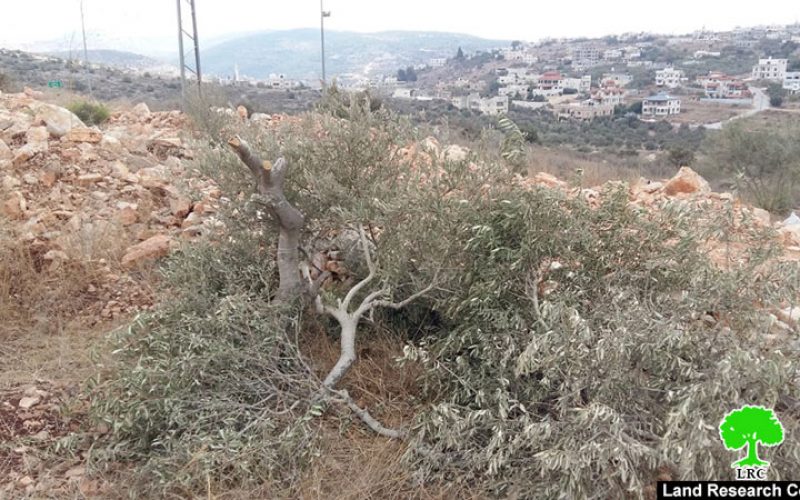 “Bruchin” settlers cut 42 olive tree in Bruqin town / Salfit