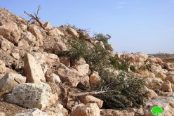 Occupation carry out ravaging and uprooting in Khirbet Jamrura/ Hebron
