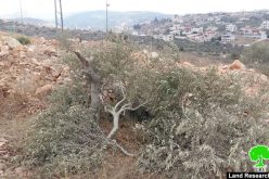 مستعمرو ” بروخين يقطعون 42 شجرة زيتون من أراضي بلدة بروقين / محافظة سلفيت
