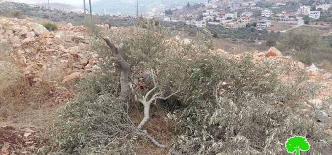 “Bruchin” settlers cut 42 olive tree in Bruqin town / Salfit
