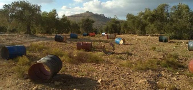 Settlers uproot 80 olive trees in Ras Karkar Ramallah