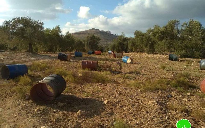 Settlers uproot 80 olive trees in Ras Karkar Ramallah