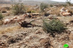 الاحتلال يجرف أراضي ويقتلع أشجار في بلدة بيت أولا غرب الخليل
