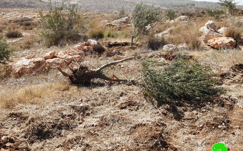 الاحتلال يجرف أراضي ويقتلع أشجار في بلدة بيت أولا غرب الخليل