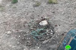 اقتلاع 80 شجرة زيتون على يد المستعمرين في قرية رأس كركر محافظة رام الله
