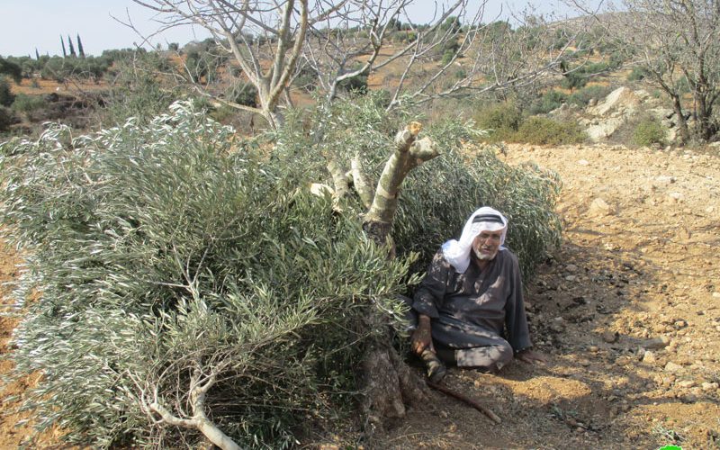 مستعمرو ” عادي عاد” يقتلعون 21 شجرة زيتون مثمرة في بلدة ترمسعيا محافظة رام الله