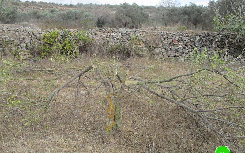 “Hallamish” illegal settlers cut citrus trees in Deir Nitham village/Ramallah